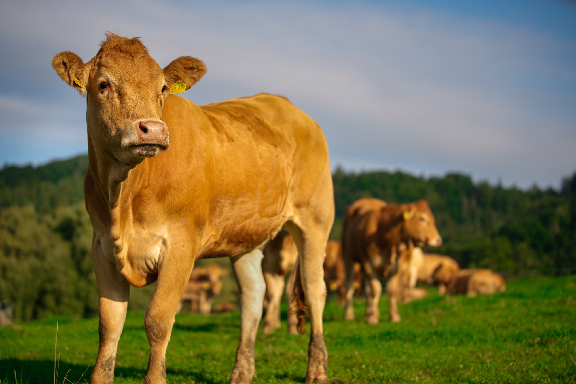 Rind auf der Weide